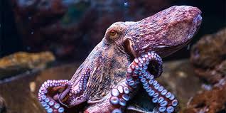 Image result for Octopus vulgaris