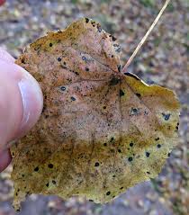 Attēlu rezultāti vaicājumam “Melanospora lagenaria”