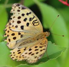 Attēlu rezultāti vaicājumam “Argynnis laodice male”
