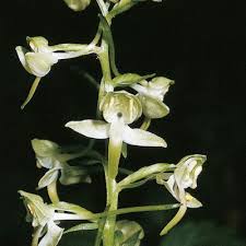 Attēlu rezultāti vaicājumam “Platanthera chlorantha flower”