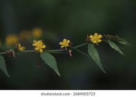 Attēlu rezultāti vaicājumam “Agrimonia pilosa flower”