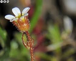 Attēlu rezultāti vaicājumam “Saxifraga tridactylites flower”