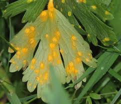 Attēlu rezultāti vaicājumam “Uromyces dactylidis”