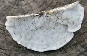 Attēlu rezultāti vaicājumam “Postia caesia”