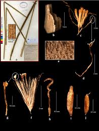 Attēlu rezultāti vaicājumam “Typha angustifolia  leaf”