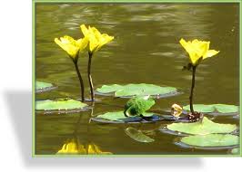 Image result for Seekanne