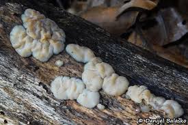 Attēlu rezultāti vaicājumam “Exidia thuretiana”