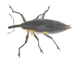 Attēlu rezultāti vaicājumam “Lixus iridis”