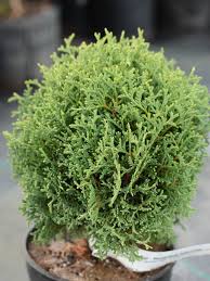 Attēlu rezultāti vaicājumam “Thuja occidentalis leaf”