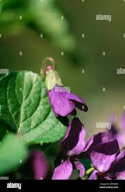 Attēlu rezultāti vaicājumam “Viola odorata bud”