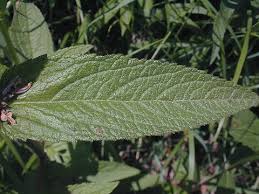 Attēlu rezultāti vaicājumam “Stachys palustris fruit”
