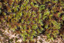 Attēlu rezultāti vaicājumam “Racomitrium heterostichum”