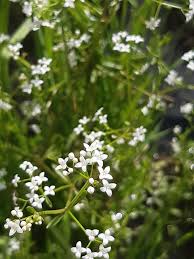 Attēlu rezultāti vaicājumam “Galium palustre”