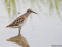 Image result for Calidris subminuta