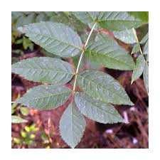 Attēlu rezultāti vaicājumam “Fraxinus excelsior leaf”