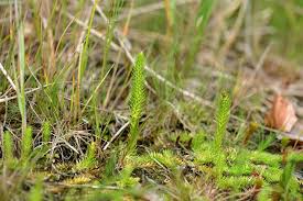 Attēlu rezultāti vaicājumam “Lycopodiella inundata”