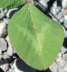 Attēlu rezultāti vaicājumam “Trifolium medium leaf”