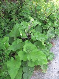 Attēlu rezultāti vaicājumam “Arctium lappa leaf”