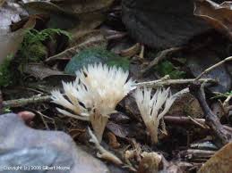 Attēlu rezultāti vaicājumam “Tremellodendropsis tuberosa”