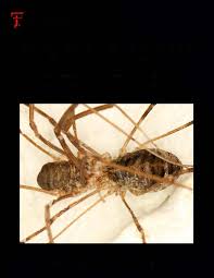 Attēlu rezultāti vaicājumam “Lophopilio palpinalis”