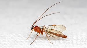 Attēlu rezultāti vaicājumam “Alloeotomus sp.”