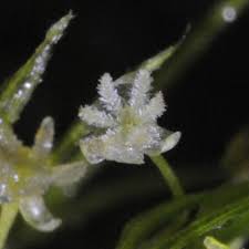 Attēlu rezultāti vaicājumam “Najadaceae”