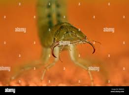 Attēlu rezultāti vaicājumam “Dytiscus sp. larva”