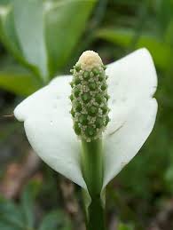 Attēlu rezultāti vaicājumam “Calla palustris flower”