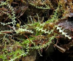 Attēlu rezultāti vaicājumam “Calypogeia sphagnicola”