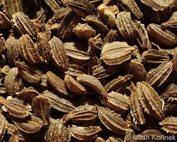 Attēlu rezultāti vaicājumam “Daucus carota subsp. carota”