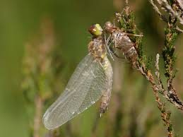 Attēlu rezultāti vaicājumam “Leucorrhinia albifrons female”