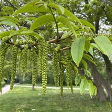 Attēlu rezultāti vaicājumam “Pterocarya fraxinifolia leaf”