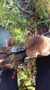 Attēlu rezultāti vaicājumam “Polyporus varius”