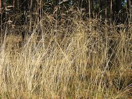 Attēlu rezultāti vaicājumam “Deschampsia flexuosa”