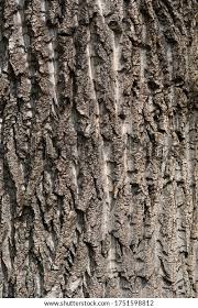 Attēlu rezultāti vaicājumam “Populus x canadensis fruit”