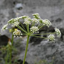 Attēlu rezultāti vaicājumam “Laserpitium latifolium leaf”