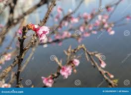 Attēlu rezultāti vaicājumam “Cerasus bud”