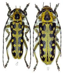 Attēlu rezultāti vaicājumam “Saperda scalaris”