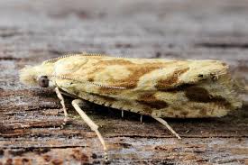 Attēlu rezultāti vaicājumam “Thiodia citrana”