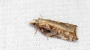 Attēlu rezultāti vaicājumam “Acleris cristana”