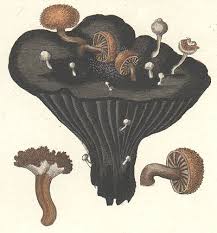 Attēlu rezultāti vaicājumam “Asterophora lycoperdoides”