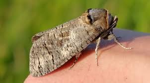 Attēlu rezultāti vaicājumam “Cossus cossus”