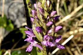 Attēlu rezultāti vaicājumam “Dactylorhiza cruenta flower”