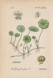 Attēlu rezultāti vaicājumam “Hydrocotyle vulgaris”