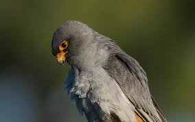 Image result for Falco vespertinus
