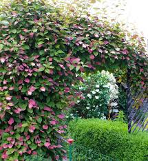 Attēlu rezultāti vaicājumam “Actinidia kolomikta”