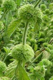 Image result for Marrubium vulgare