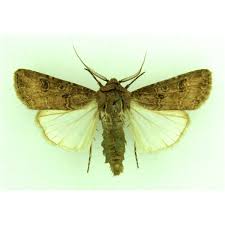 Attēlu rezultāti vaicājumam “Allophyes oxyacanthae”