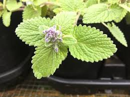 Attēlu rezultāti vaicājumam “Nepeta x faassenii leaf”