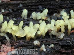 Attēlu rezultāti vaicājumam “Calocera glossoides”